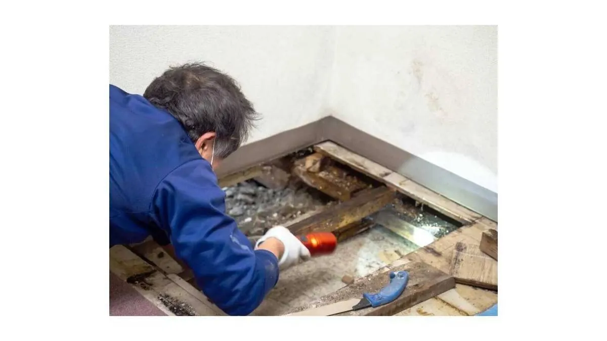 Kammerjäger bei der Arbeit in Nürnberg – professionelle Schädlingsbekämpfung durch Janas Haustechnik