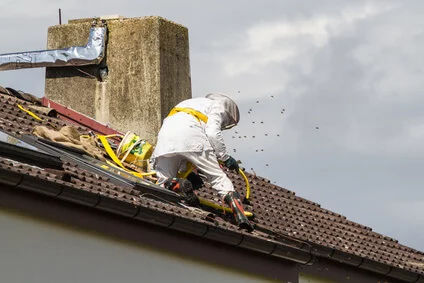 Fachgerechte Entfernung eines Wespennestes in Essen durch einen Kammerjäger